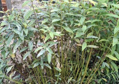 hunt s greenworks facebook gallery 22