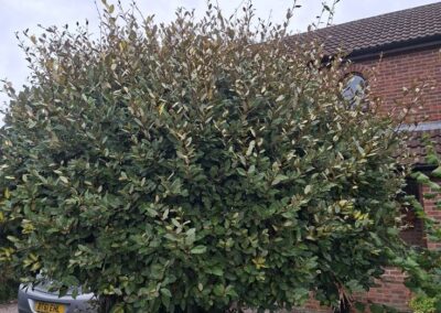 hunt s greenworks facebook gallery 24